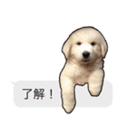 うちの犬と猫スタンプ（個別スタンプ：4）