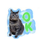 うちの犬と猫スタンプ（個別スタンプ：5）