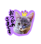 うちの犬と猫スタンプ（個別スタンプ：6）