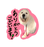 うちの犬と猫スタンプ（個別スタンプ：7）