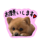 うちの犬と猫スタンプ（個別スタンプ：8）