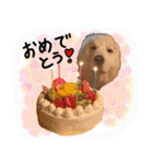 うちの犬と猫スタンプ（個別スタンプ：9）