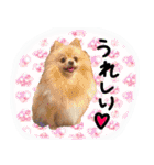 うちの犬と猫スタンプ（個別スタンプ：10）