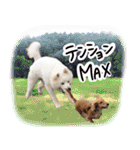 うちの犬と猫スタンプ（個別スタンプ：11）