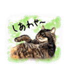 うちの犬と猫スタンプ（個別スタンプ：12）