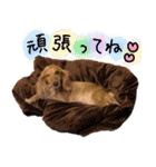 うちの犬と猫スタンプ（個別スタンプ：13）