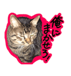 うちの犬と猫スタンプ（個別スタンプ：16）