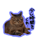 うちの犬と猫スタンプ（個別スタンプ：17）