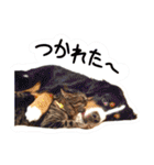 うちの犬と猫スタンプ（個別スタンプ：18）