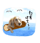 うちの犬と猫スタンプ（個別スタンプ：19）