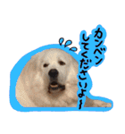 うちの犬と猫スタンプ（個別スタンプ：20）