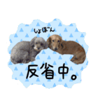 うちの犬と猫スタンプ（個別スタンプ：22）