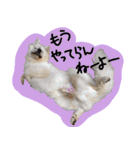 うちの犬と猫スタンプ（個別スタンプ：24）