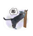 うちの犬と猫スタンプ（個別スタンプ：25）