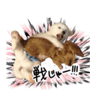 うちの犬と猫スタンプ（個別スタンプ：26）