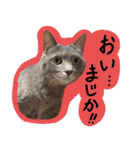 うちの犬と猫スタンプ（個別スタンプ：27）