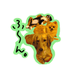 うちの犬と猫スタンプ（個別スタンプ：29）