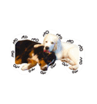 うちの犬と猫スタンプ（個別スタンプ：30）