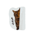 うちの犬と猫スタンプ（個別スタンプ：31）