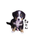 うちの犬と猫スタンプ（個別スタンプ：33）