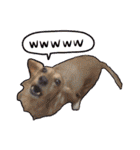うちの犬と猫スタンプ（個別スタンプ：34）