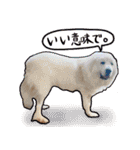 うちの犬と猫スタンプ（個別スタンプ：35）