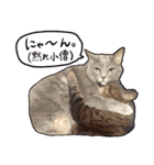 うちの犬と猫スタンプ（個別スタンプ：36）