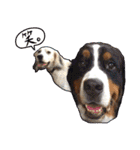 うちの犬と猫スタンプ（個別スタンプ：37）