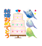 インコトリ尾【お祝い編】（個別スタンプ：11）