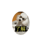 銀太！（個別スタンプ：5）