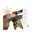 とらきちとらきち7777（個別スタンプ：7）