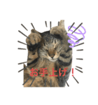 とらきちとらきち7777（個別スタンプ：8）