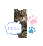 とらきちとらきち7777（個別スタンプ：10）