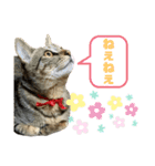 とらきちとらきち7777（個別スタンプ：12）