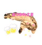 とらきちとらきち7777（個別スタンプ：15）