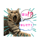 とらきちとらきち7777（個別スタンプ：16）