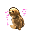 ペピート（個別スタンプ：1）