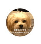 ペピート（個別スタンプ：3）