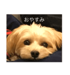 ペピート（個別スタンプ：8）