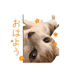 おかかちゃんのスタンプ（個別スタンプ：1）
