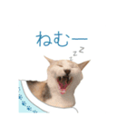 おかかちゃんのスタンプ（個別スタンプ：4）