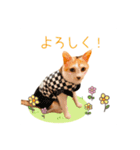 おかかちゃんのスタンプ（個別スタンプ：6）