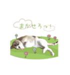 おかかちゃんのスタンプ（個別スタンプ：7）