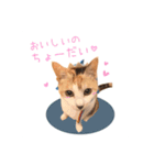 おかかちゃんのスタンプ（個別スタンプ：9）