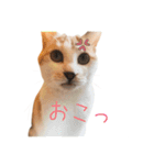 おかかちゃんのスタンプ（個別スタンプ：10）