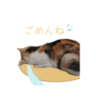 おかかちゃんのスタンプ（個別スタンプ：12）