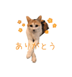 おかかちゃんのスタンプ（個別スタンプ：13）