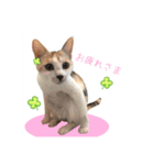 おかかちゃんのスタンプ（個別スタンプ：14）