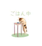 おかかちゃんのスタンプ（個別スタンプ：16）