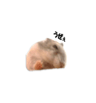 キムチです。1個目（個別スタンプ：5）